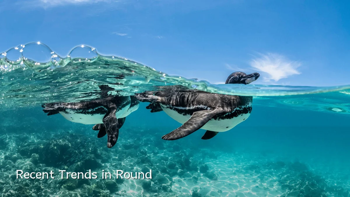Recent Trends in Round